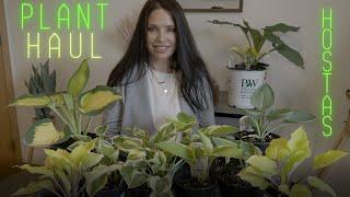 Plant Haul! Hostas for my Shade Garden | Serenity Now Garden