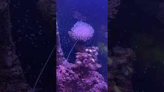 #fishtank #reeflife #coral #mushroom #anemone #biocube