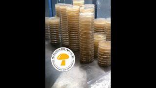 Pouring agar plates for mushroom cultivation