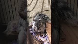 ASMR Squirrel with peanut