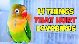 14 Things You Do That Hurt Your Lovebird You Must Stop Doing!