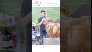 #foryou #funny #animals #petgrooming #dog  #shorts #youtubeshorts