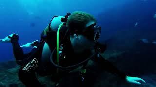 Unforgettable Scuba Diving at Aliwal Shoal | Diving Adventure in Durban, South Africa 
