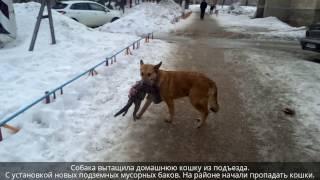 Бесхозные собаки начали питаться кошками г. Оренбург