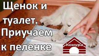 Как приучить щенка к пеленке / Щенок и туалет 2