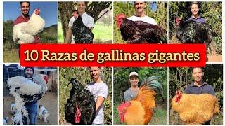 Las 10 razas de gallinas gigantes mas grande del mundo