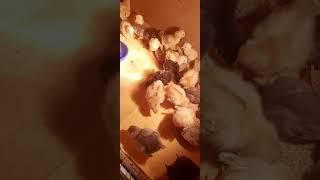 цыплята суточные Амераукана и Орпингтоны