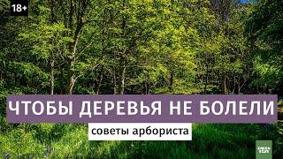 Чтобы деревья не болели. Советы арбориста.