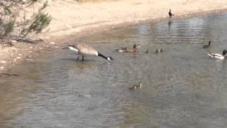 Mother Duck Protecting her own against Angry Goose