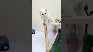 Cute kitten  | Funny kittens | #shorts #short #cat