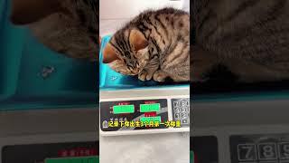 Some people say that Xiao Wu is the brand cat of Maybach. Does it really look like that#Go