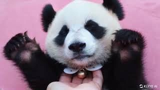 #CutePanda#BabyPanda#TinyPanda#PandaLove#FluffyPanda#AdorableAnimals#InnocentEyes#PandaCuteness#Pand