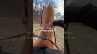he seen a ghost #saddleseat #horse #equestrian #saddlebred #asb