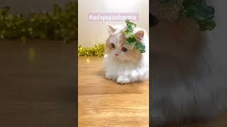 Tukur Tukur Cats | Cute Cat Video #shorts #reels #cute #cat #cats  Tukur Tukur