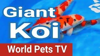 San Diego Koi Show & Coast Gem USA Goldfish