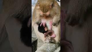 Cute baby and mother, mother breskfeeding to baby monkey#shorts #youtubeshorts #monkey #videoshort