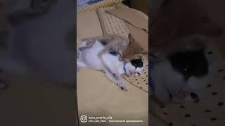 Ну, нет у него настроения #забавныеживотные #смешныеживотные #киса #котики #котикивидео