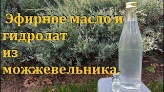 «Сыроедим вместе» №6. Эфирное масло и гидролат из можжевельника.