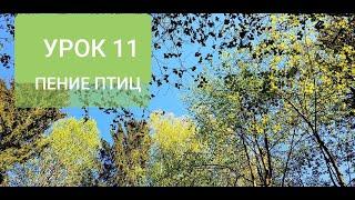 ПЕНИЕ ЛЕСНЫХ ПТИЦ. УРОК 11. УЧИМ ПОПУГАЯ ПЕТЬ КРАСИВЫЕ ТРЕЛИ!