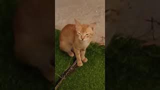 looking his mother