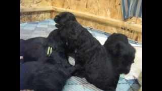 Щенки Ариадна х Сильвер, 19 дней / PUPPIES Black Russian Terrier ! Age 19 days.