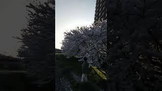 sakura  season in Japan 