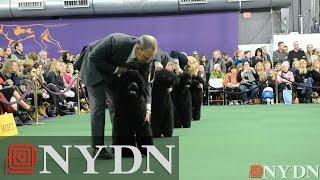 Cousin of Obama dog wins Best of Breed at Westminster Kennel Club Dog Show