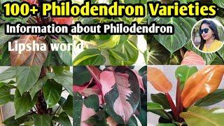 100+ Philodendron Plants varieties |  Philodendron Plants varieties+identification | Lipsha world