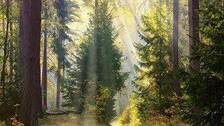 Peaceful music, Relaxing music, Instrumental music "Through the Trees" Tim Janis