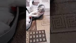 Мия #cat #музыкаонлайн #cute #comedy #pets #memes #котики #котик #kitten #кот