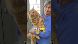 Meet Aslan: The Giant Red Maine Coon from Windy Hill Pets!