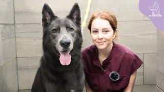 The rare and beautiful BLUE BAY SHEPHERD | Wolfdog