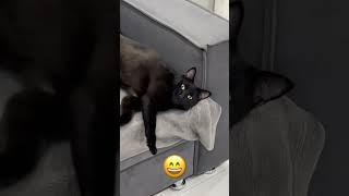 Иждевенец кот #рек #котик #кот #коты #котенок #котики #прикол #смешноевидео #казахстан #казах