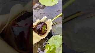 Collecting Pygmy Water-lily Seeds #satisfying #short