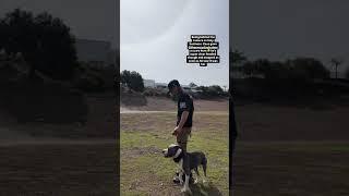 Zeus  #dogtraining