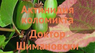 Актинидия коломикта Доктор Шимановски  обзор: как сажать, саженцы актинидии Доктор Шимановски