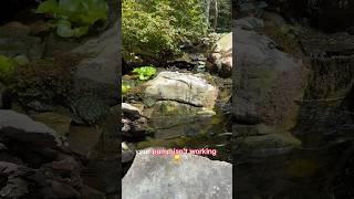 What to do if your pump goes out ️ #koi #koipond #fish #fishcare #watergarden #waterfeature