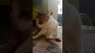 cat funny cleanings @hd hypertech