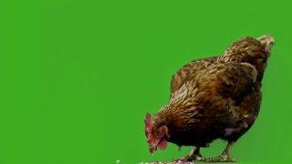 Chicken on Green screen