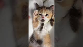 Pretty cutie kitty#kitten#cat#catlovers #cute