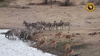 Zebras, Impalas & Wildebeest Play at the Waterhole