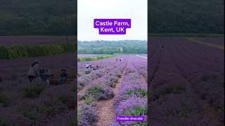  Castle Farm, Kent  #shorts #unitedkingdom #lavender #england #travelleravocado