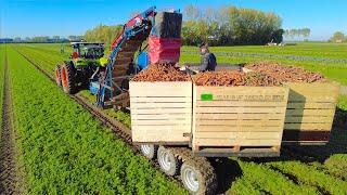 Strip Farming | Harvesting Red Cabbage, Carrots and Belgian Endive | CTF | Bi-Jovira Organic Farms