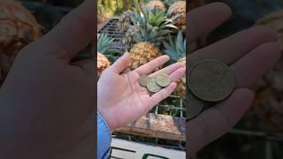 Honesty System in Queensland #shorts #pineapples #travel #thebestlife #amazing #fruit #tropicalfruit