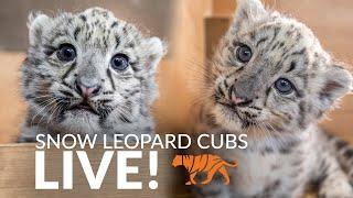 Snow Leopard Cubs LIVE!