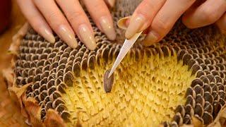 ASMR of a Sunflower Head (No Talking)