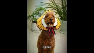 主人害死自己的狗狗#宠物 #趣味日常 #巨贵