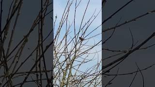 Wren And Midge Swarm | RSPB St Aidan’s #birds #avian #nature