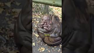 Animal Facts That Will Make You Think Twice 