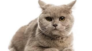 Should I Buy A British Shorthair Cat In 2023?